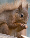 An69 Red Squirrel 2